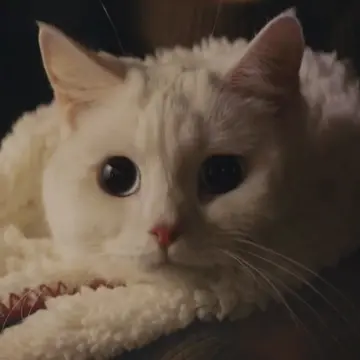 the cat turned into a human 😻 #kdrama #meowthesecretboy #catboy #koreandrama #k