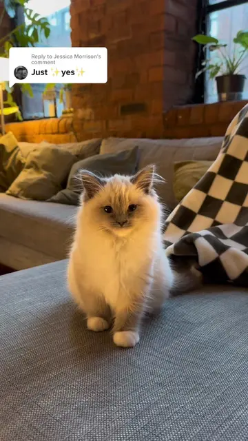 Replying to @Jessica Morrison New kitten rotation - Meet River the Ragdoll 👀 #n