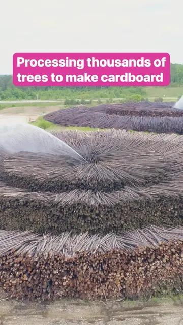 This mill processes thousands of trees daily to create sustainable packaging. #C