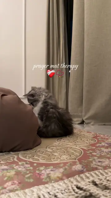 the dramatic flop… the gentle head lick… the purring..🥹🤍what an angel🫶🏼my pr