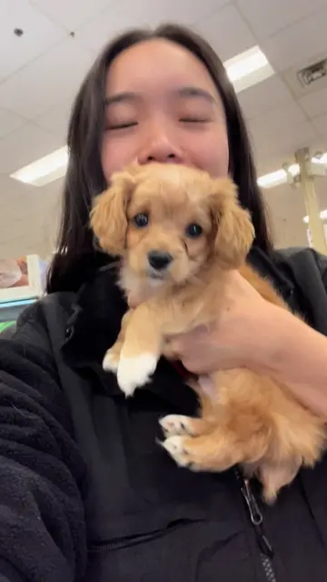 This has been 5 years in the making… meet our new buddy@Cody the Cocker Spaniel 