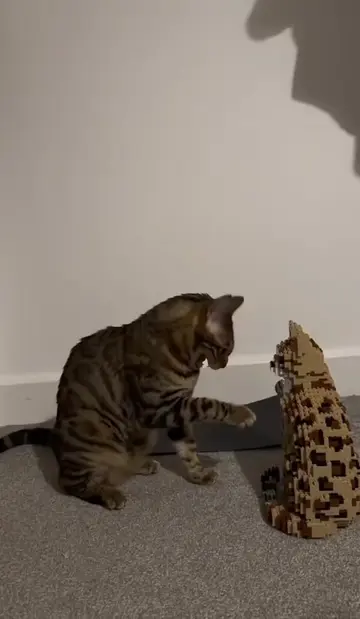Bengal cat vs Lego bengal. #meow #cat #catsoftiktok #lego #Love #spirituality #d