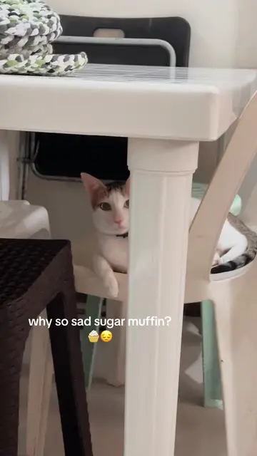 #fypシ #catsoftiktok 