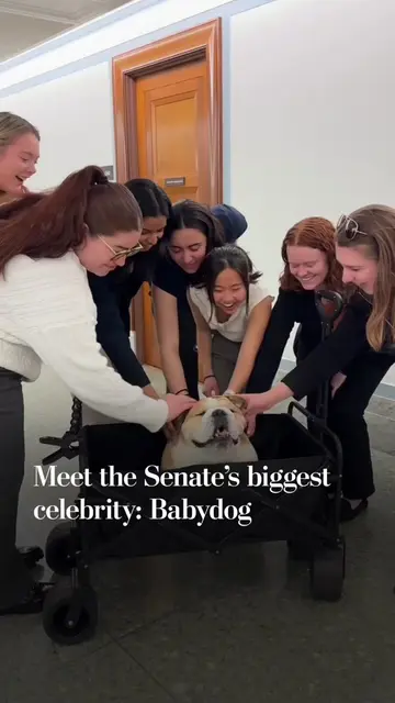 Meet Babydog, perhaps the most beloved figure on Capitol Hill. She has built her