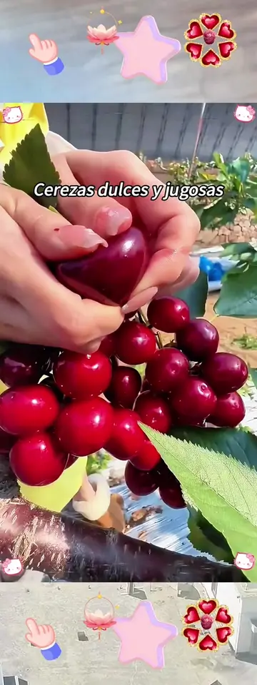 Los cerezos se plantan una sola vez y dan frutos para siempre, con cerezas grand