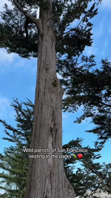 Love these little parrots 🦜 #sftok #sanfrancisco #parrots #wildparrotsoftelegra
