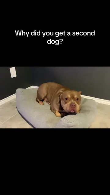 It took her a while to get adjusted to him, and now they are inseparable. She’s 