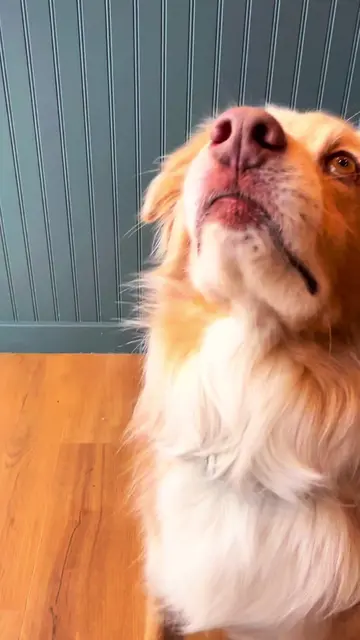 Fueling adventures one fresh meal at a time. This is why we feed him @Freshpet. 
