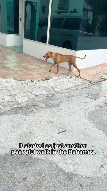 We didn’t find this dog… he found us. 🐶🇧🇸 Still thinking about the way he loo