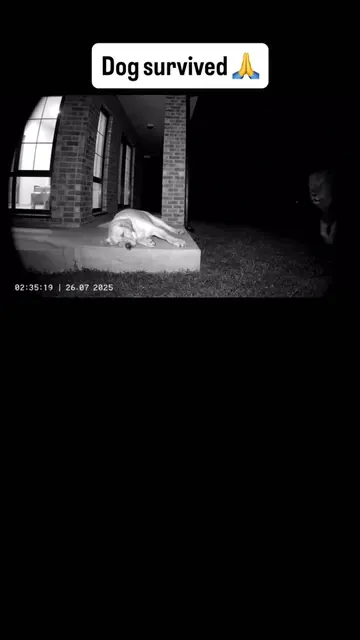 Comment „LION“ to get access to full video and workflow. A sleeping dog on a qui