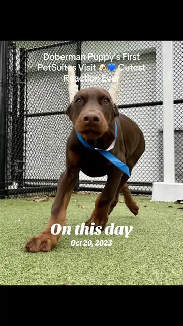 My Doberman’s First Day at PetSuites 🐾 He Did NOT Expect This 😂#onthisday #dob
