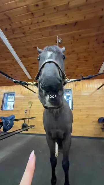 Can’t resist a good boop #horsegirl #equestrian #horseriding #horsetok #horses 