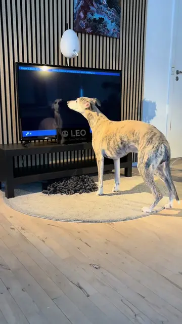 Louis always attempts a sit before a stand in his Go Dogo game level number 6 😅