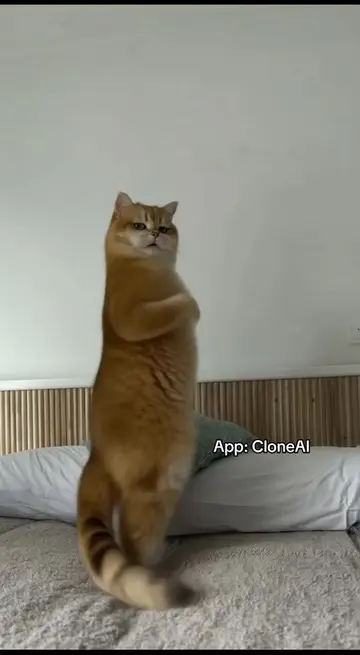 Make your pet dance😹 #aidance #cloneai #catsoftiktok #fyp #aivideo 