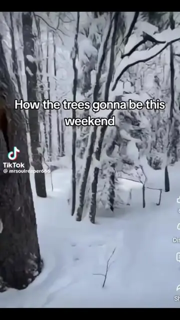 Trees just start exploding in the cold?