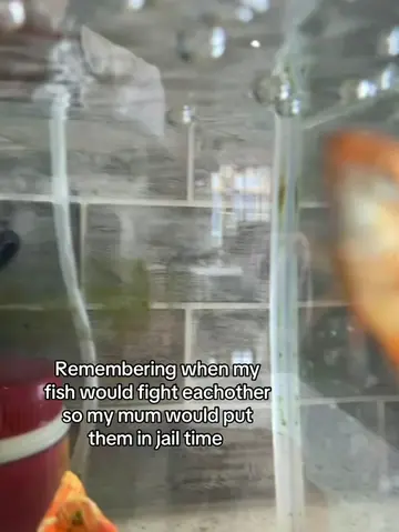 Miss my fish rip George 1,George2 and and geroge 3 #fish #pet #petfish #goldfish