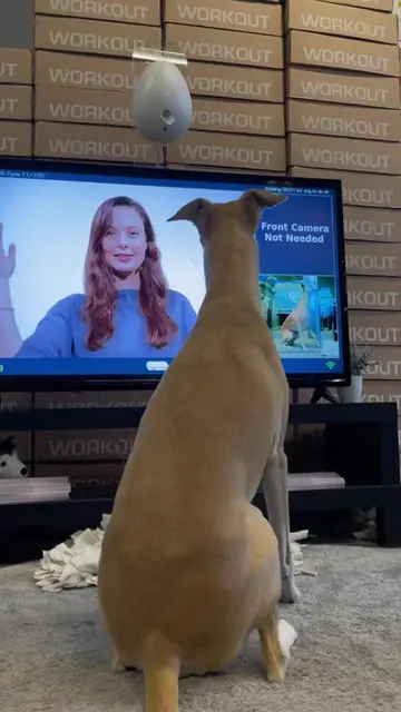 Mental stimulation isn’t a luxury for dogs … it’s a biological need!   Just like