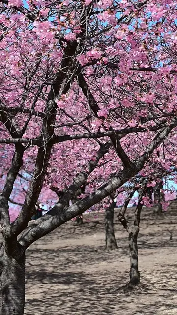 群馬に来たらここは外せない 🌸 今、伊勢崎市みらい公園の河津桜が本当にきれい。 early sakura in gunma hits different ✨ 