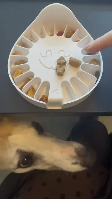 Leo playing Go Dogo = brain workout + tail wagging fun  #Dogs #Enrichment #Smart