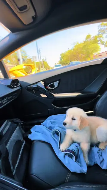 #dogsandcars 