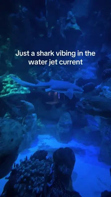 Just a chill lil shark minding her business  #newenglandaquarium #nurseshark #sh