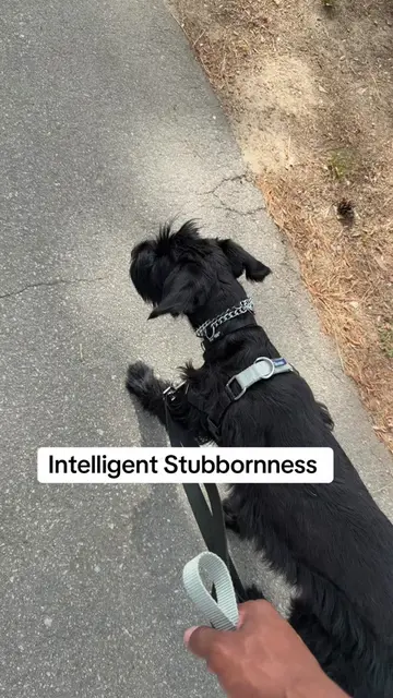 Is this common?  #giantschnauzer #fyp #puppy 