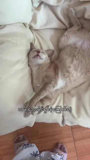 အိမ်နဲ့အတူပါလာတဲ့လက်ဆောင်လေးပါ 😁 #fyp #catsoftiktok #catlover #cat 