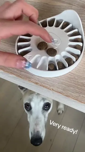 Hi, I'm Leo. I'm still a workaholic ... for treats Remember guys: It is never to