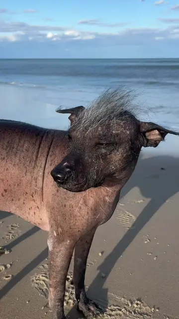 #ChewyPartner @Chewy my Chupacabra loves going to the beach, this year I got him