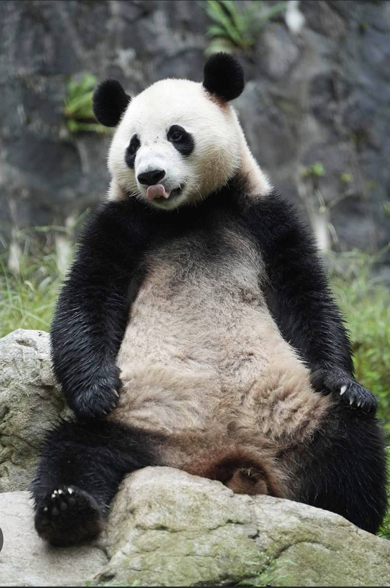 Wait… people actually think pandas aren’t real? 👀 I had to look this up…