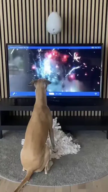 A dog and his game 👌🏼😎 Who would have thought that (dog) confidence could be 