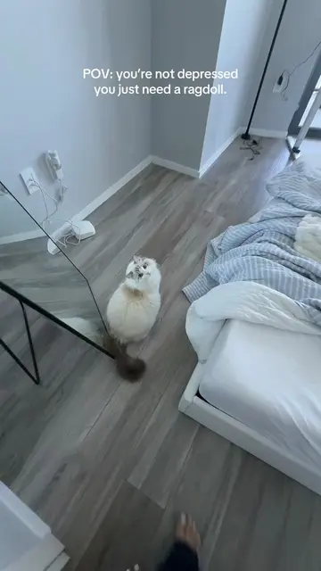 prettiest cat of all time #ragdoll 
