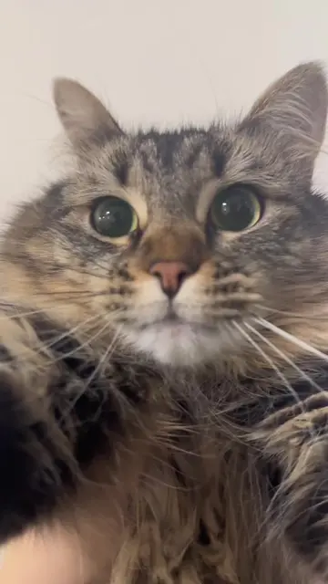 Mickey is cute #catsoftiktok 