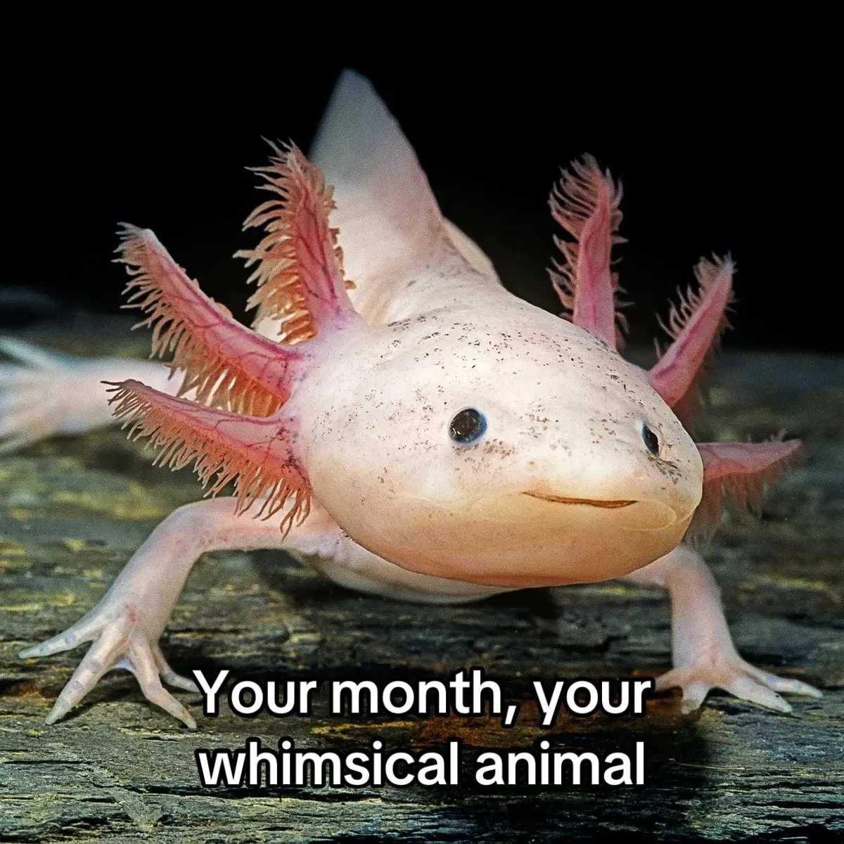 #yourmonthyourthing #animals #nature #whimsical #fypシ 