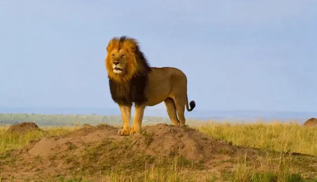 A word of encouragement, even for my self #AICreate #motivation #lion 