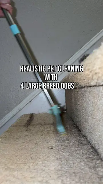The vacuum reveal was worse than I expected 😅🐾 #CleanTok #dogsoftiktok #dogmom