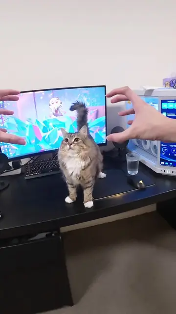 Car has no thought #catsoftiktok 