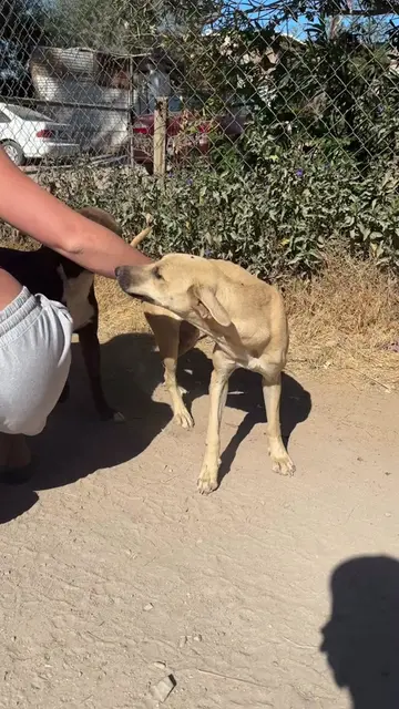This street dog desperately needed help💔 #dogrescue #streetdog #rescuestory 