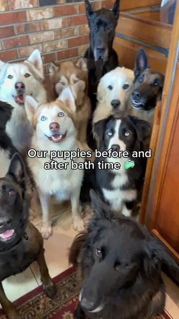 Which dog is your favorite? 🤔 If you can’t tell, they take their job as landsca