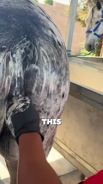 sarah's grooming.🐎 #horse #grooming #unitedstates #uk #fyp 
