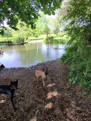 One of the reasons I always work down stays. 5 horses turned up to cool off in t