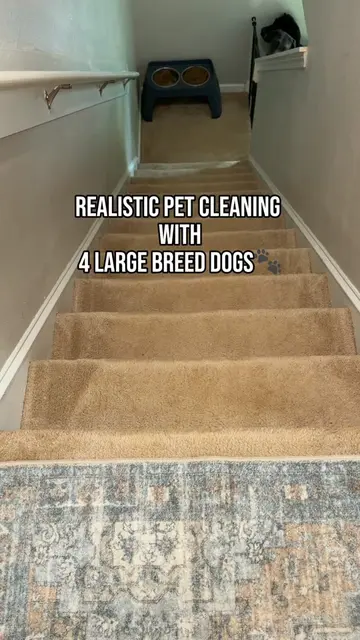 DEFINITELY better than before😅🐾 #CleanTok #dogsofttiktok #dogmomlife #cleaning
