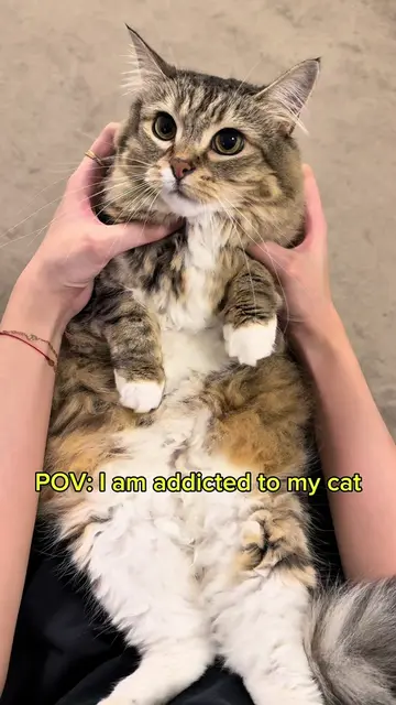 I am addicted to my cat, but my wife is more addicted to... So Luna basically be