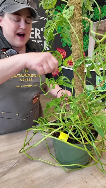 Quick pruning speed run of Joy’s Monsters Swiss cheese plant!🌿✂️ #monstera #pru