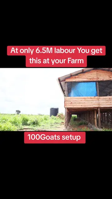You can as well get it at your Farm #goatfarming #goats #kimd #farmplan 