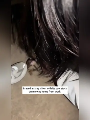 Saved a stray kitten . #fyp #rescue #kitten #cat #animals 