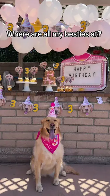 All my dog wants for her 3rd birthday are some new friends! #smallcontentcreator