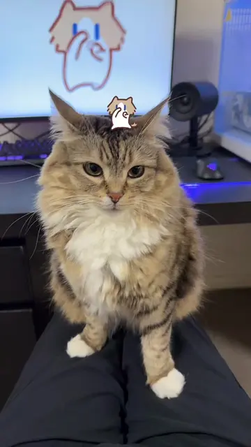 Cute car #catsoftiktok 