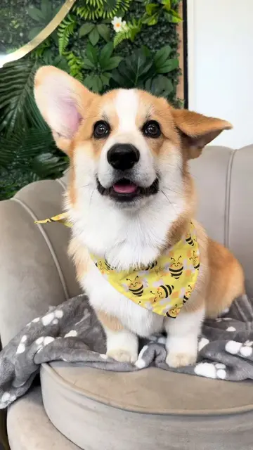 Rozpływam się na widok Waszych dziecioków 🫠 #corgi #doggroomer #puppies 