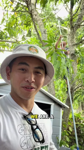 Family mango harvest in the front yard with mom and dad! Part 1: Harvest from th